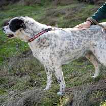 Thumbnail photo of GUINNESS #4