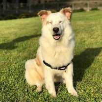 Thumbnail photo of SHIRO #3