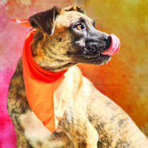 Thumbnail photo of Pacino VM #4