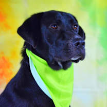 Thumbnail photo of Bailey JR #1