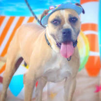 Thumbnail photo of Ford JuM #3