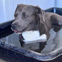 Thumbnail photo of Asta KR #3