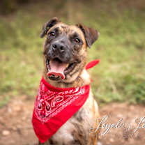 Thumbnail photo of Pacino VM #1