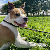 Thumbnail photo of Uncle Rico KF #3