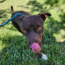 Thumbnail photo of Hershey SR #2