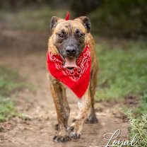 Thumbnail photo of Pacino VM #3