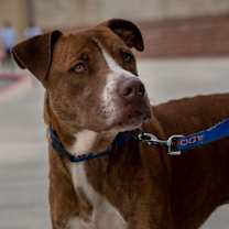 Thumbnail photo of Chance JC* #2