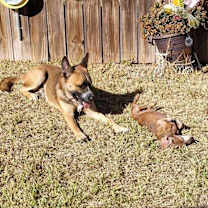 Thumbnail photo of Dakota JuM #2