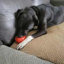 Thumbnail photo of Starla JuM #3