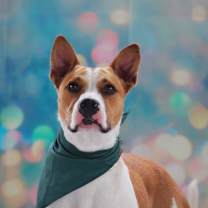 Thumbnail photo of Bobby Darin (D.O.G.) JuM* #3