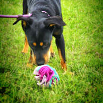 Thumbnail photo of Alice JuM* #2