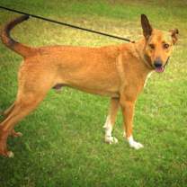 Thumbnail photo of Aries CS/JuM* #3