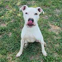 Thumbnail photo of Goliath aka Chisholm DD #4