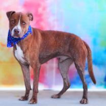 Thumbnail photo of Chance JC* #3