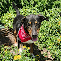 Thumbnail photo of Fury JuM aka Rocky #3