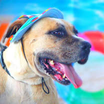 Thumbnail photo of Ford JuM #4