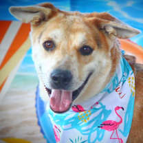 Thumbnail photo of Hondo JuM #2