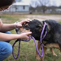 Thumbnail photo of Alfalfa JuM #2