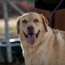 Thumbnail photo of Old Yeller JuM #3