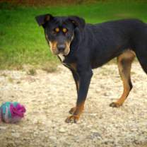 Thumbnail photo of Alice JuM* #3