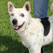 Thumbnail photo of Harley JuM #2