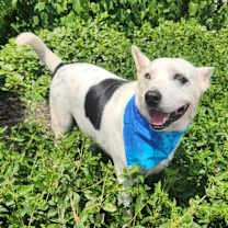 Thumbnail photo of Harley JuM #3