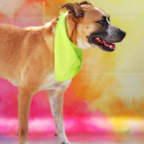 Thumbnail photo of Brownie JuM #2