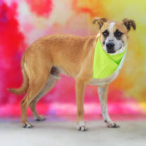 Thumbnail photo of Brownie JuM #3