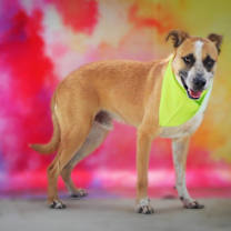 Thumbnail photo of Brownie JuM #4