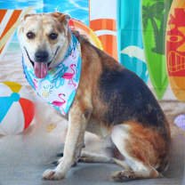 Thumbnail photo of Hondo JuM #3