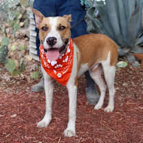 Thumbnail photo of Bobby Darin (D.O.G.) JuM* #1