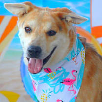 Thumbnail photo of Hondo JuM #4