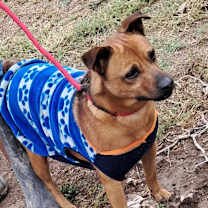 Thumbnail photo of Danny DogVito JuM #4