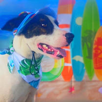 Thumbnail photo of Dante JuM #4