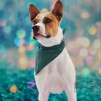 Thumbnail photo of Bobby Darin (D.O.G.) JuM* #2