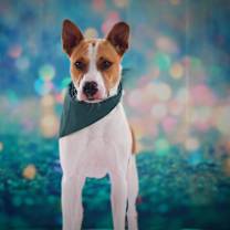 Thumbnail photo of Bobby Darin (D.O.G.) JuM* #4