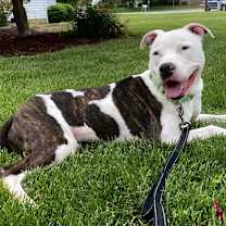 Thumbnail photo of Jagger #1