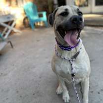 Thumbnail photo of Ash #2