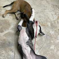 Thumbnail photo of Ginger #2