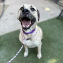 Thumbnail photo of Ash #3