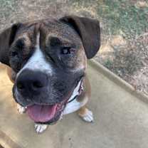 Thumbnail photo of Ginger #4