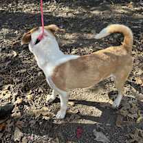 Thumbnail photo of Pluto #2