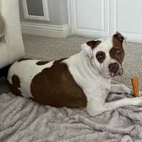 Thumbnail photo of Dottie #2