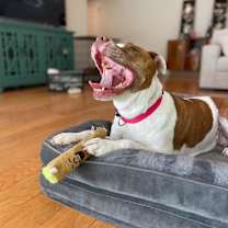 Thumbnail photo of Dottie #3