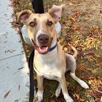 Thumbnail photo of Chip #3