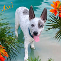 Thumbnail photo of AXLE #1