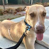 Thumbnail photo of Chip #4