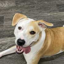 Thumbnail photo of Pepper- GRADUATED FROM PAWS-IN-PRISON. #1