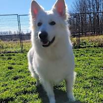 Thumbnail photo of Lupo #2