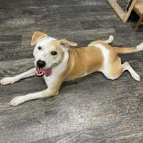 Thumbnail photo of Pepper- GRADUATED FROM PAWS-IN-PRISON. #2